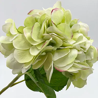 22” Light Green Hydrangea