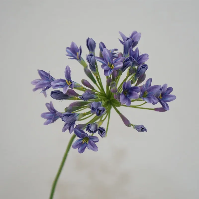 Agapanthus Stems