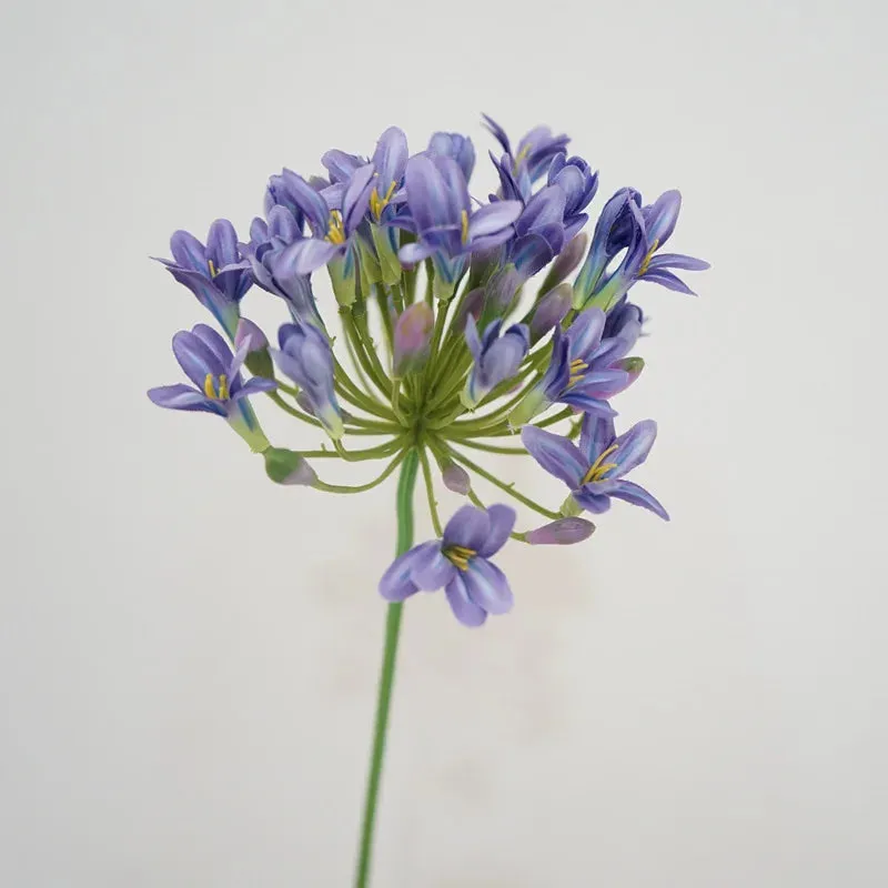 Agapanthus Stems