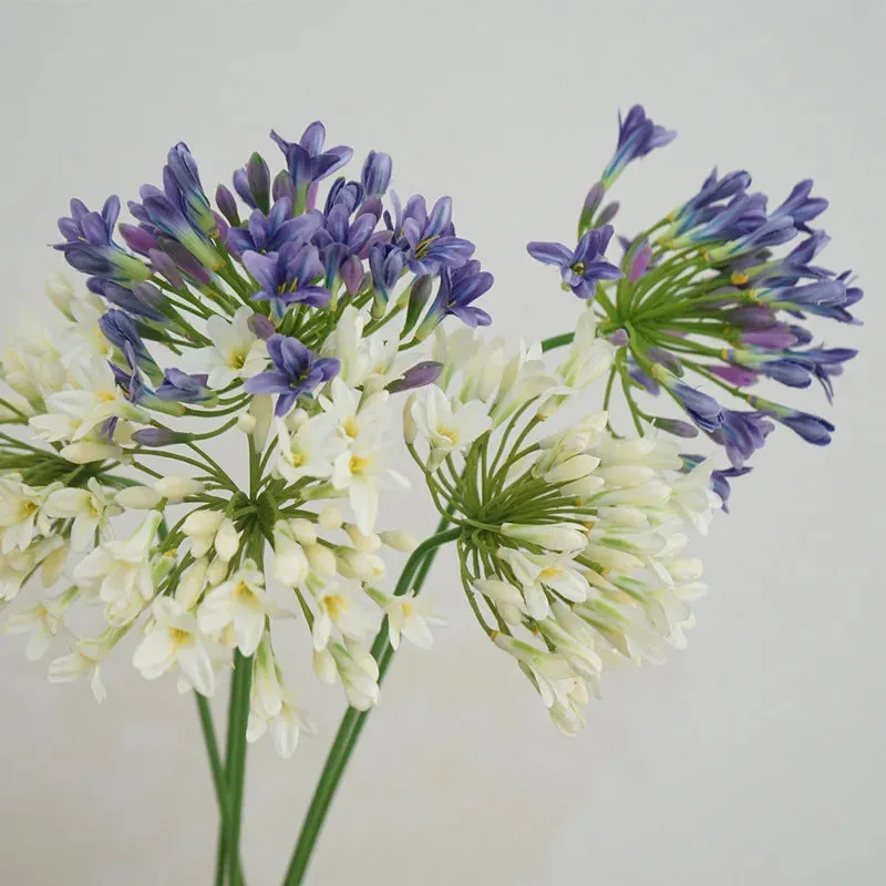 Agapanthus Stems