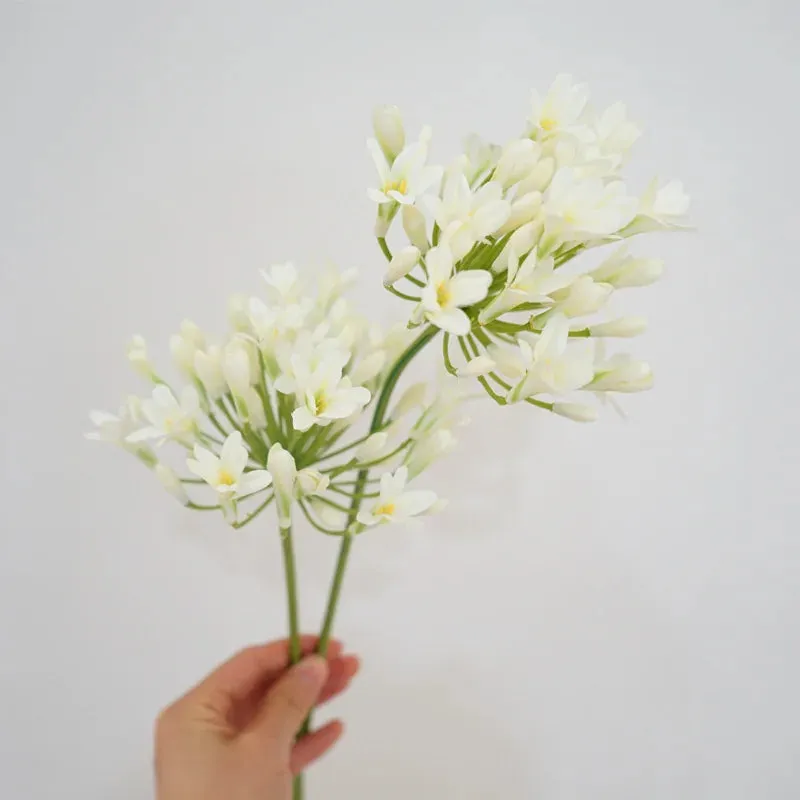 Agapanthus Stems