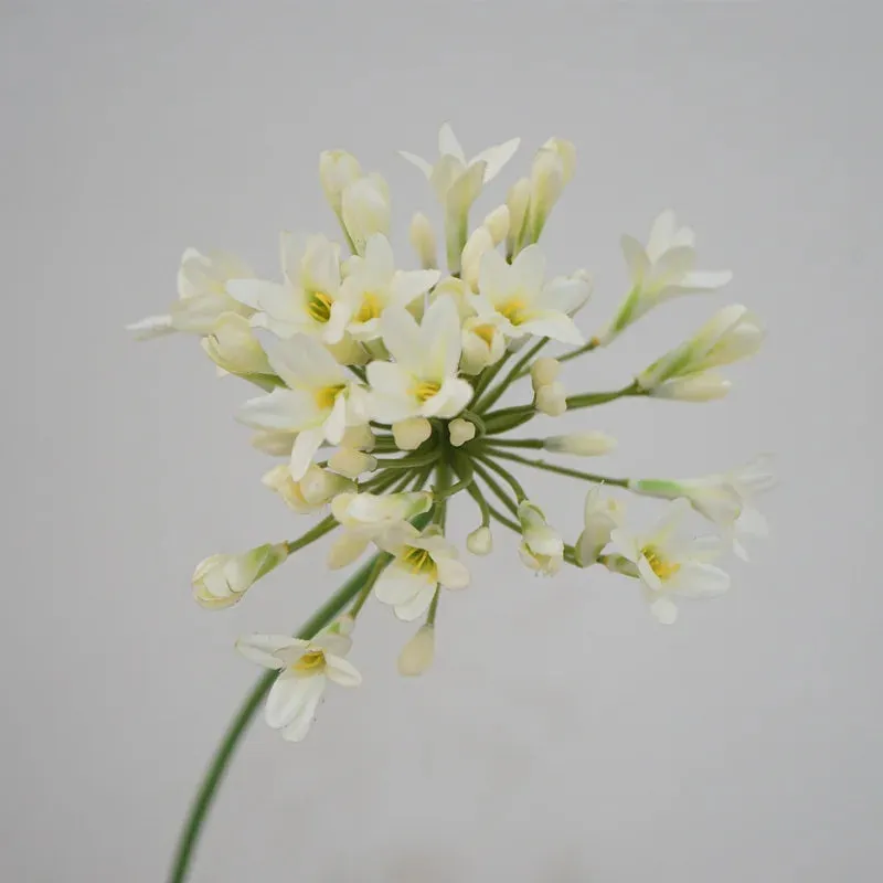 Agapanthus Stems