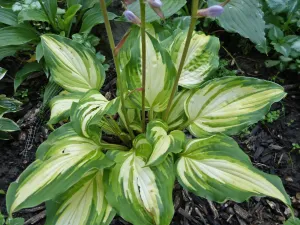 Call Me Gorgeous Hosta