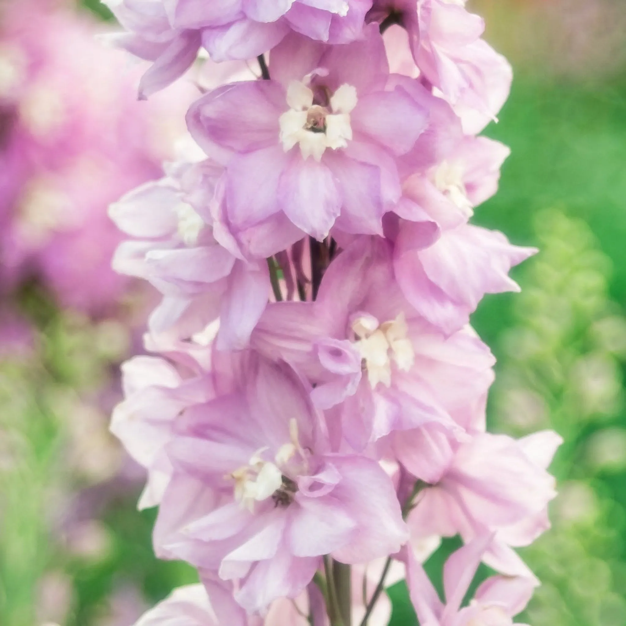 Delphinium Rose White Bee 1.5L