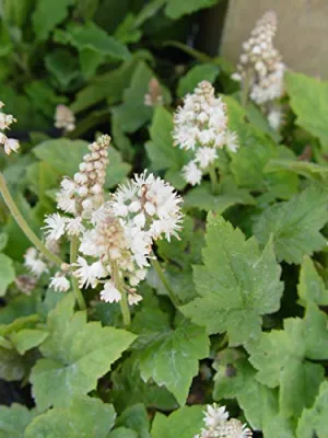 Foamflower