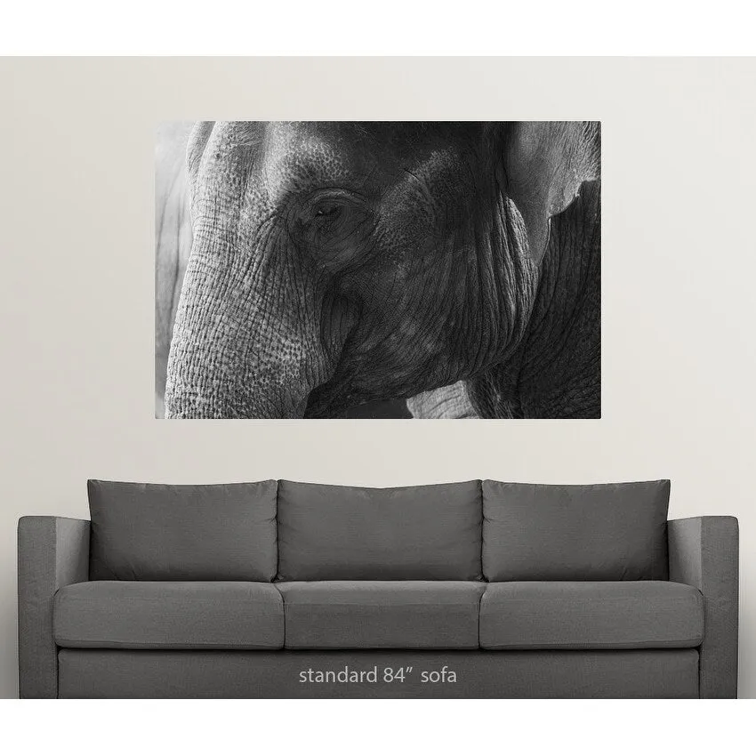 "Black and White Elephant portrait" Poster Print - Multi