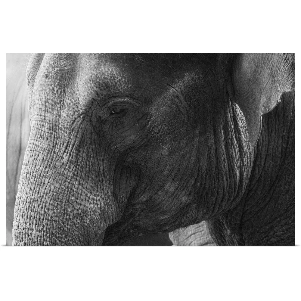 "Black and White Elephant portrait" Poster Print - Multi