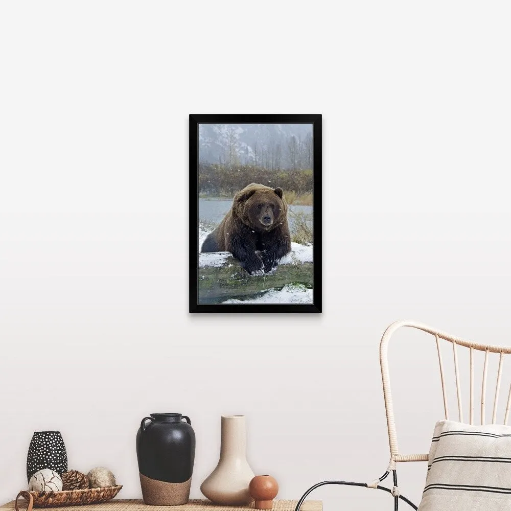 "Brown Bear, resting on log" Black Framed Print