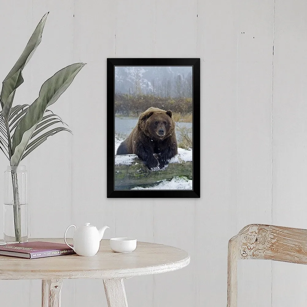 "Brown Bear, resting on log" Black Framed Print