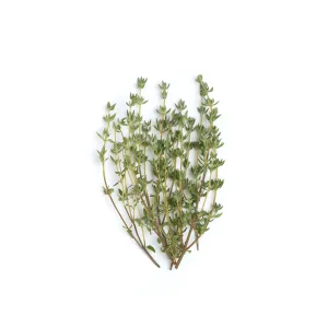 Thyme / Thym | Tourne-Sol Organic Seeds