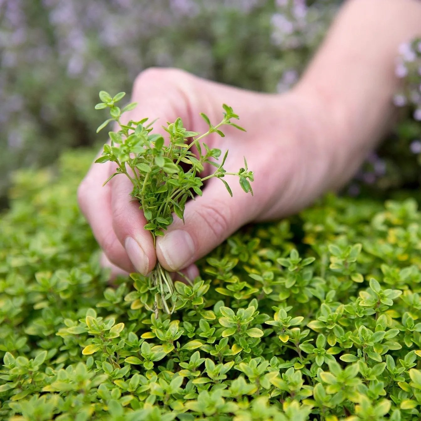 Thyme / Thym | Tourne-Sol Organic Seeds